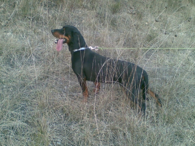 Calita d'el la found d'al gatt