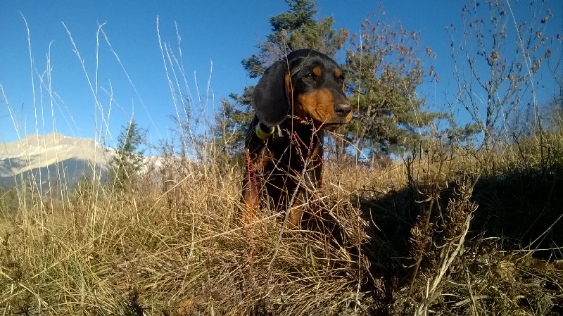 Laïka de la corne des trois bois