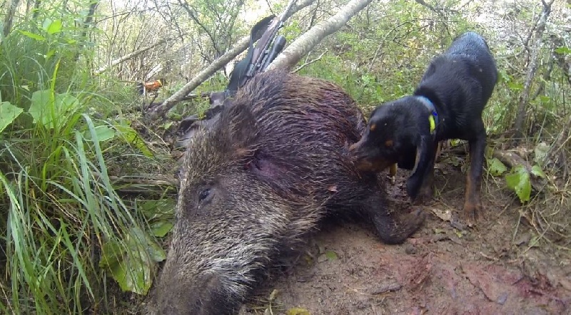 Chasse aux sangliers